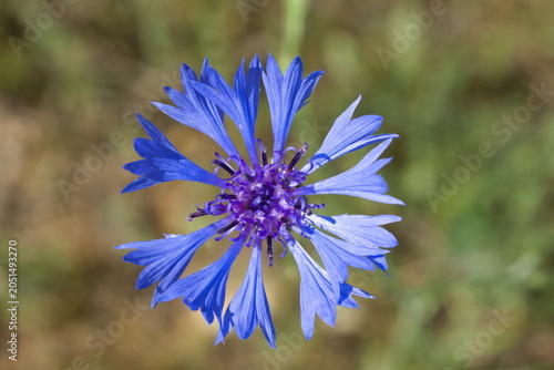 macro view of the cornflower