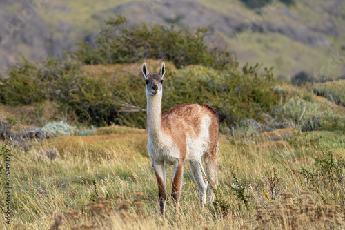 Guanaco, portrait of Lama guanicoe near El Chalten, wildlife of Argentina