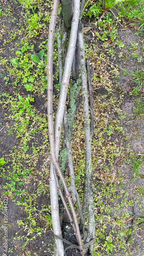 Top view of a rustic wicker branch fence with green lichen on soil