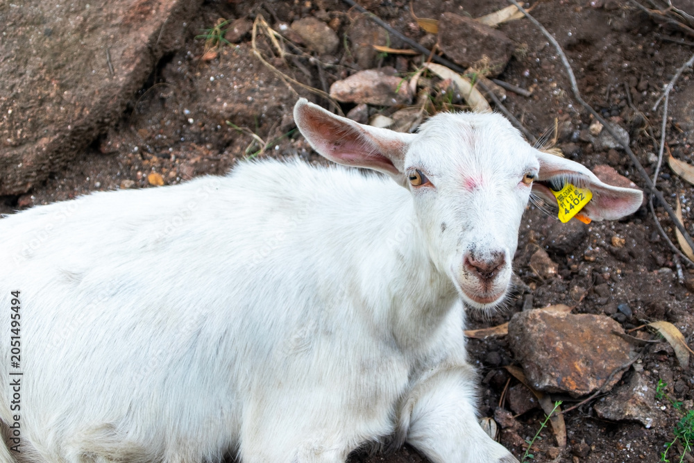 Obraz premium Rural Goat Resting on Rocks in Natural Landscape