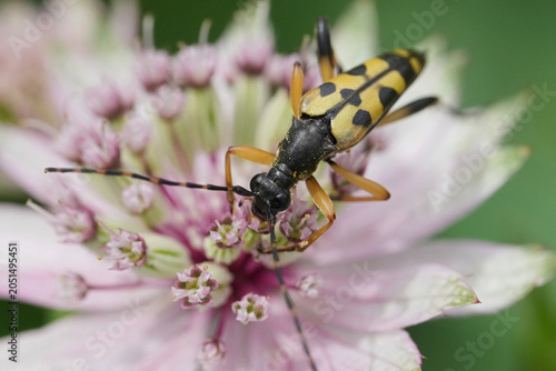 Bild auf Leinwand Closeup on a spotted longhorn beetle, Rutpela maculata feeding on a great master