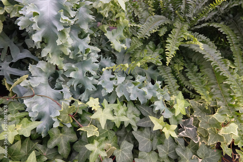 Fotografija Lush Green Ferns Abound: A Vibrant Display of Nature's Beauty, Perfect for Botan