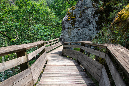 Wooden Path Leading Through Dense Woodland