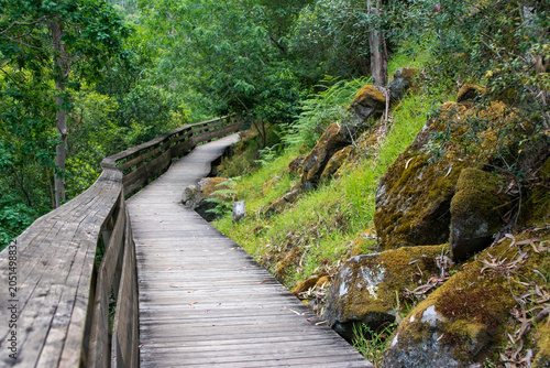 Sunlit Forest Walkway in Natural Setting