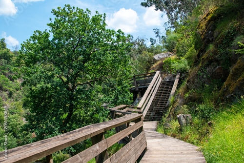 Peaceful Boardwalk Surrounded by Trees
