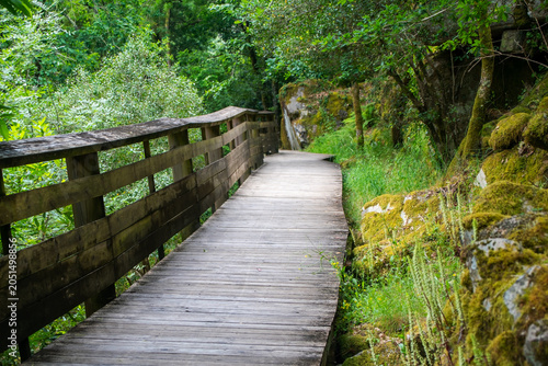 Nature Trail Through Vibrant Forest Landscape