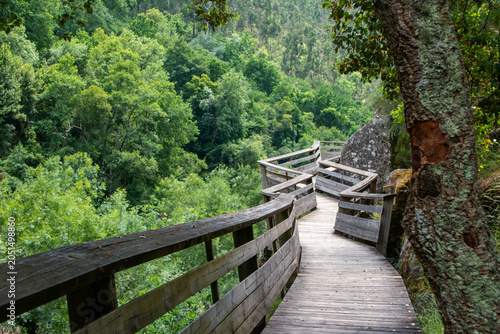 Winding Wooden Path in Green Woodland