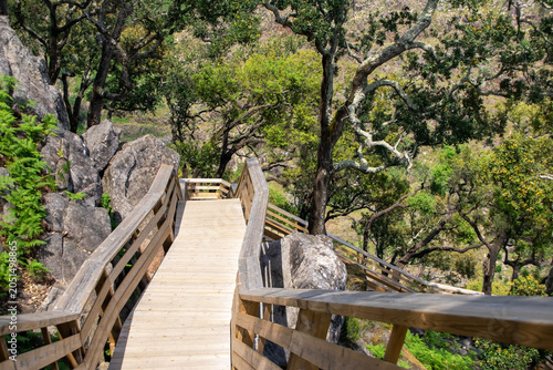 Wooden boardwalk winding through a lush green forest on a sunny day