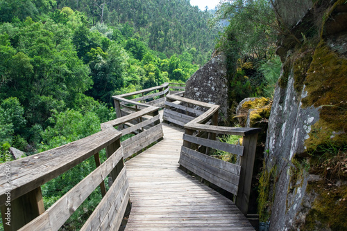 Wooden Boardwalk Through Lush Green Forest