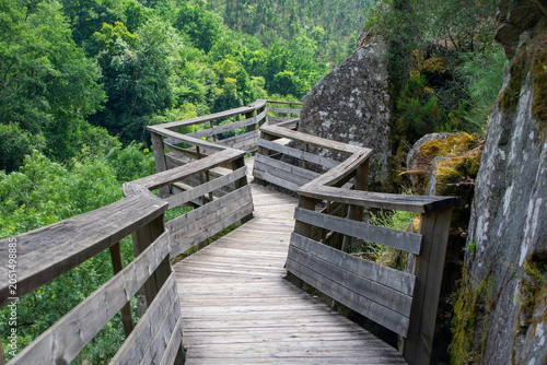 Scenic Forest Boardwalk on a Sunny Day