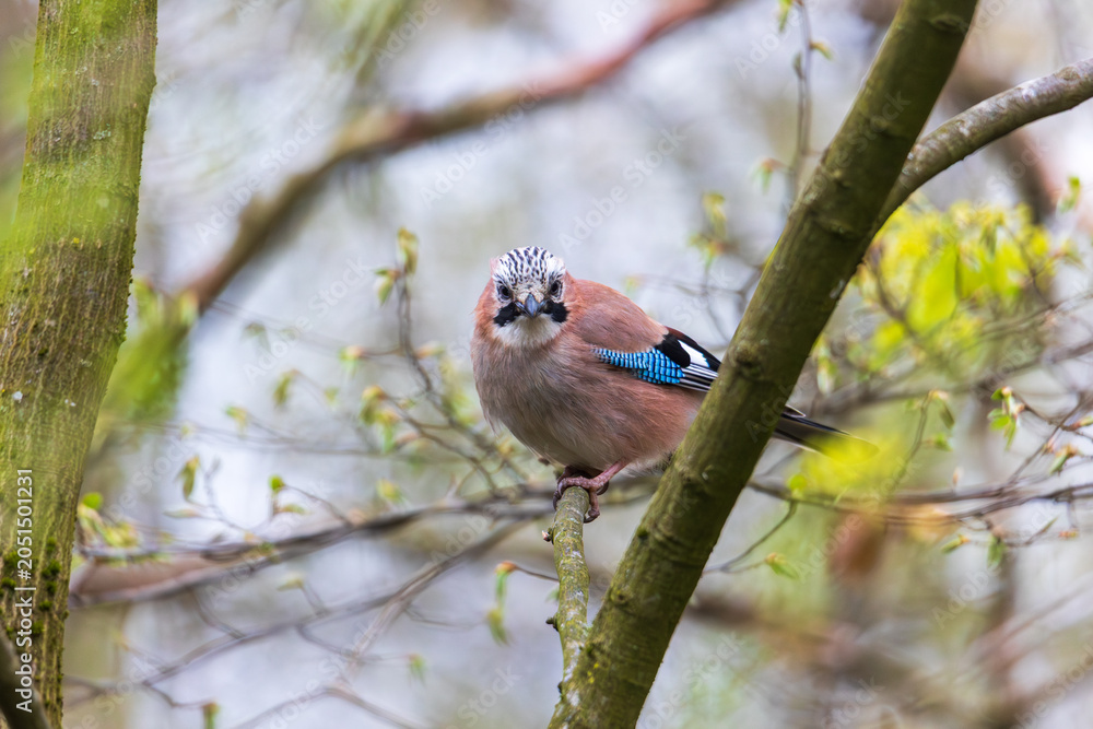 Fototapeta premium Eurasian Jay Looking at Camera While Sitting on Branch in Spring Forest