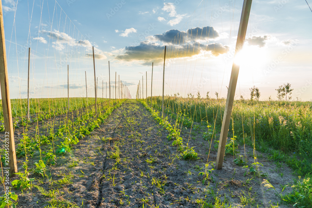 Naklejka premium Sunset Over a Flourishing Field of Young Vines Growing Along a Rustic Fence, Capturing the Beauty of Nature’s Bounty in a Tranquil Rural Landscape
