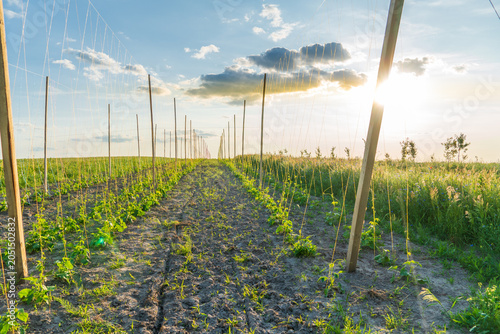 Sunset Over a Flourishing Field of Young Vines Growing Along a Rustic Fence, Capturing the Beauty of Nature’s Bounty in a Tranquil Rural Landscape