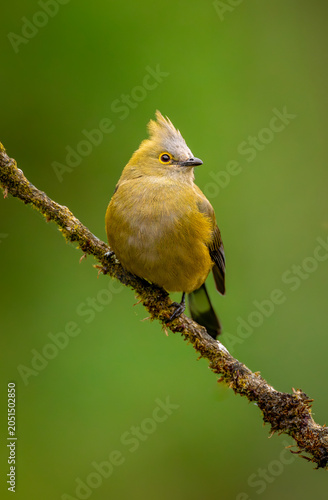 Female long tailed flycatcher on a branch