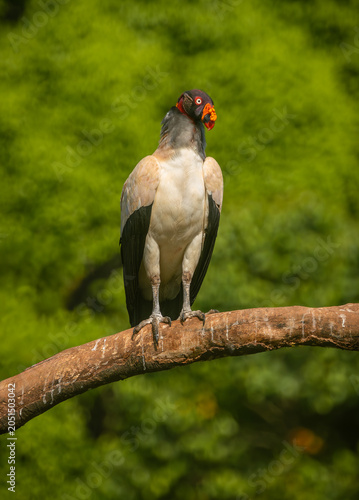 King vulture perched atop a tree branch