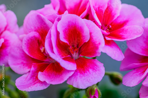 Detailed view of delicate petals and stamen of a blooming geranium plant, showcasing its intricate beauty and vivid colors