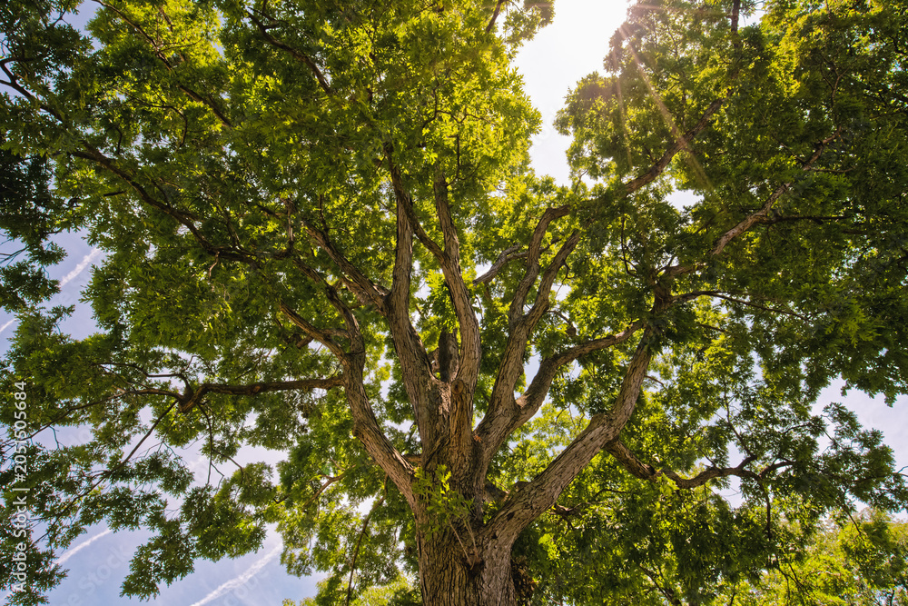 Fototapeta premium Thick branches of a mature tree stretch outward beneath a dense canopy of bright green summer leaves.
