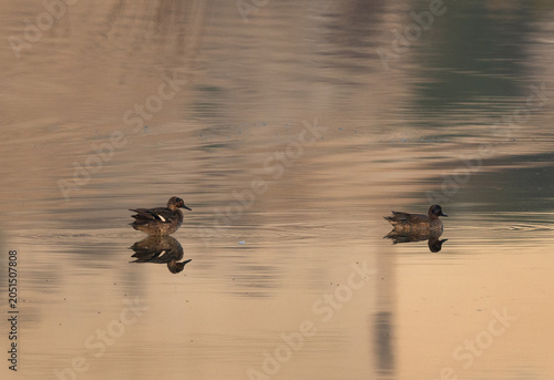 Slika na platnu A pair of Common Teal at Buhair lake, Bahrain