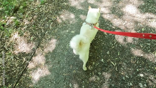 Walk the dog