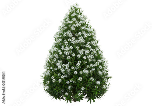 A lush, coneshaped shrub covered in small white flowers and green leaves, isolated on transparent background