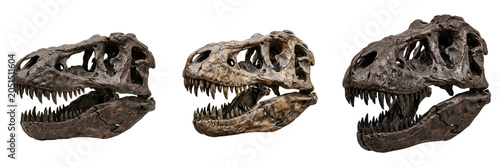 Foto Tyrannosaurus Rex Skull Fossils: Three Detailed T-Rex Cranium Replicas for Paleontology Exhibits, Science Classrooms, and High-End Natural History Museum Displays
