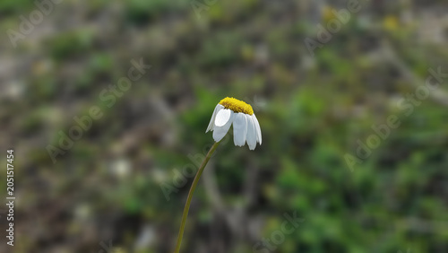 Single chamomile flower blooming in nature.