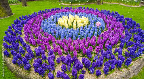 Bild auf Leinwand Blue, purple and white hyacinths blooming