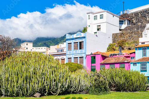 Brightly coloured pink and blue houses rise behind a massive, dense field of green organ pipe cacti in Santa Cruz town, La Palma, Canary Islands, Spain