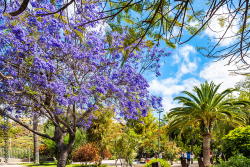 Vibrant purple jacaranda tree blooms beautifully in a sunny park with tall palm trees in Los Llanos de Aridane town, La Palma, Canary Islands, Spain