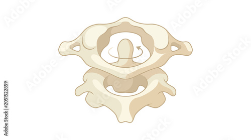 Atlas and Axis Vertebrae Neck Rotation Anatomy