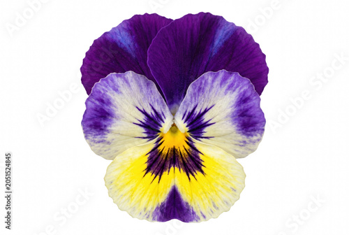 Photos Vibrant Purple and Yellow Pansy Flower Head