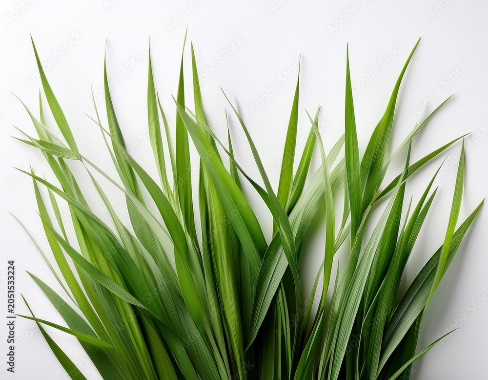 Fototapeta premium abstract green grass blades on white background