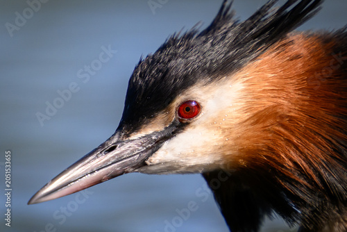 Great crested grebe (Podiceps cristatus)