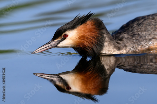 Great crested grebe (Podiceps cristatus)