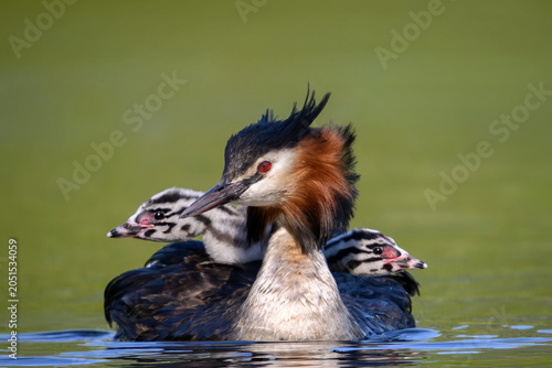 Great crested grebe (Podiceps cristatus)