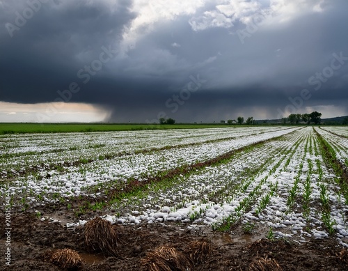 field covered in hail after storm row crops damaged by hail overcast skies and heavy rain falling on field damaged farm crop