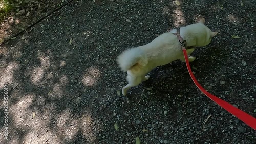 Walk the dog