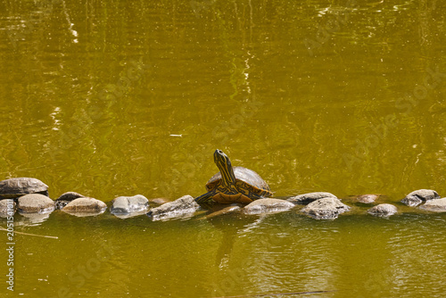 Canvas Print tortuga galápago en las piedras del estanque