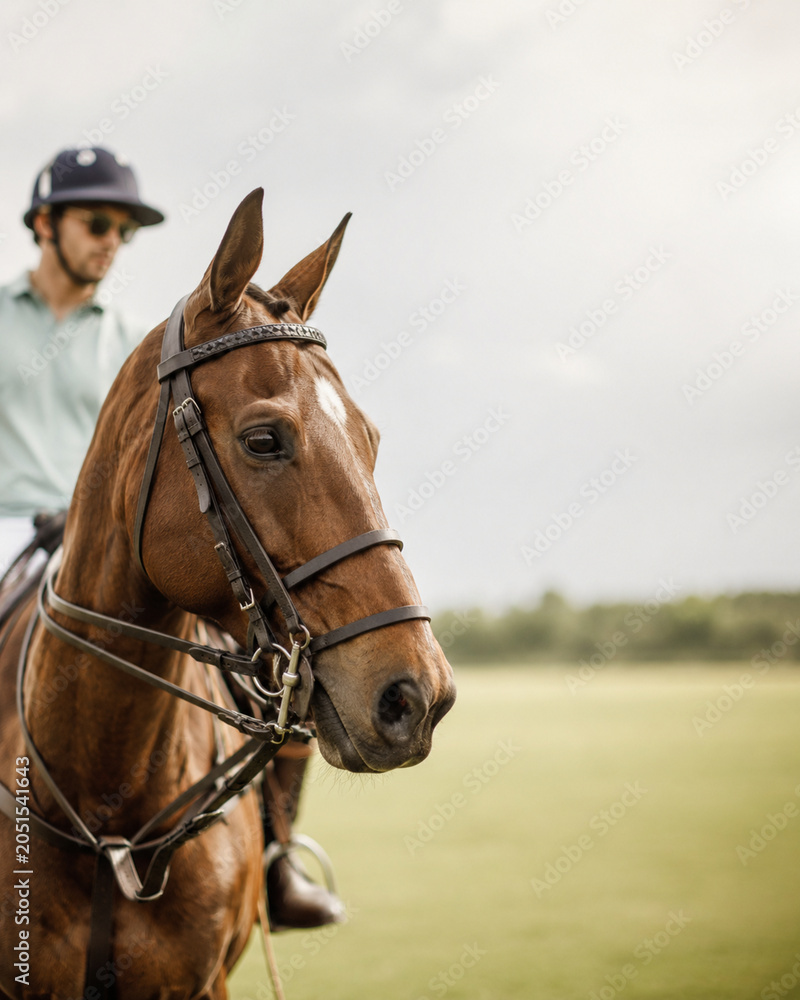 Obraz premium Elegant portrait of a focused Polo Pony with its rider in the background. Luxury equestrian sport concept with copyspace for high-end branding and advertising.