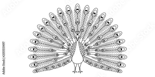 Beautiful black and white line art drawing of a majestic peacock showing its large tail feathers fanned out in a decorative symmetrical pattern for coloring Vector, illustration