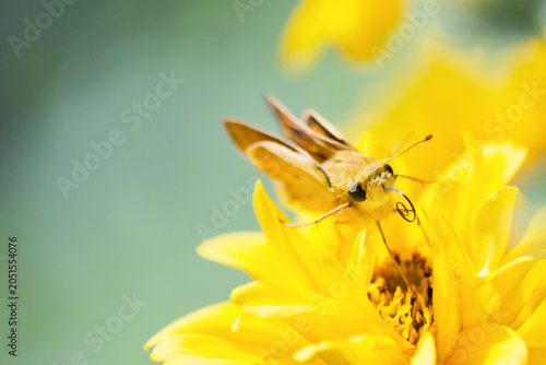 Close up of skipper butterfly with coiled proboscis on bright yellow flower