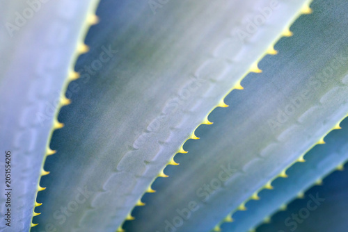 Blue green succulent leaves with yellow thorns creating geometric pattern