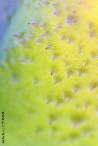 Close up of succulent thorns with reddish tips on yellowish green gradient leaves