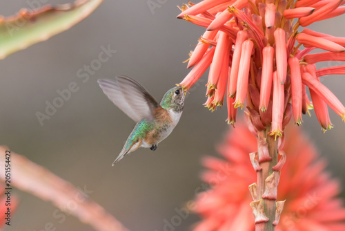 Hummingbird drinking nectar from blooming red aloe flower