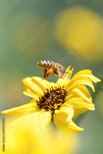 Honeybee with orange pollen basket flying over yellow bush sunflower