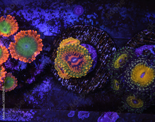 Foto Various Zoanthid Corals Close up Underwater in a Saltwater Aquarium; Electric Oo