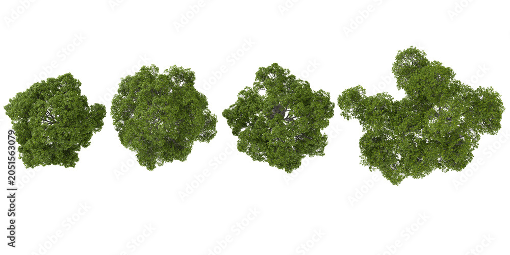 Fototapeta premium Collection of Quercus plants isolated on white background from the top view