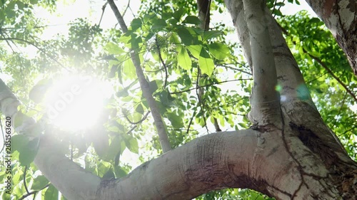Warm summer sunlight filtering through vibrant green tree leaves creates a refreshing natural atmosphere, showcasing the beauty of nature, environmental harmony, and outdoor tranquility in a cinematic