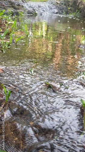 Calm Stream Flowing After Heavy Rain, Nature Recovery, Drought to Abundance