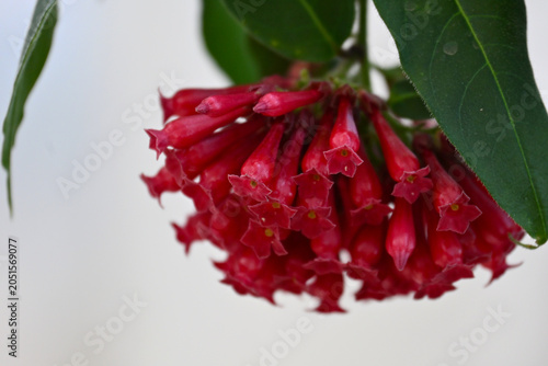 Close-up of Cestrum elegans (purple cestrum), showing clusters of small tubular purple-red flowers with soft natural garden light and delicate floral detail.